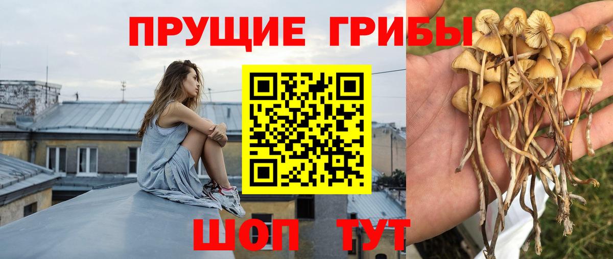 Галлюциногенные грибы прущие грибы Назарово